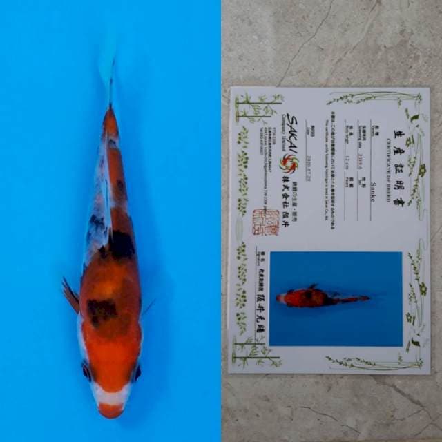 Sakai sanke 13cm serti