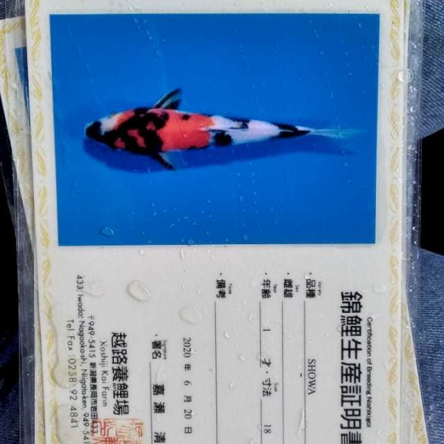 Showa koshiji serti