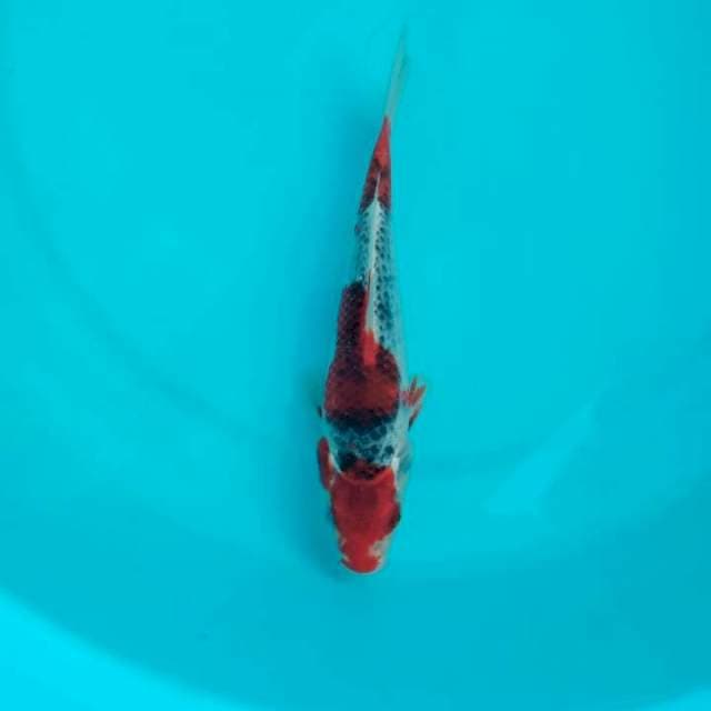 GHOSIKI