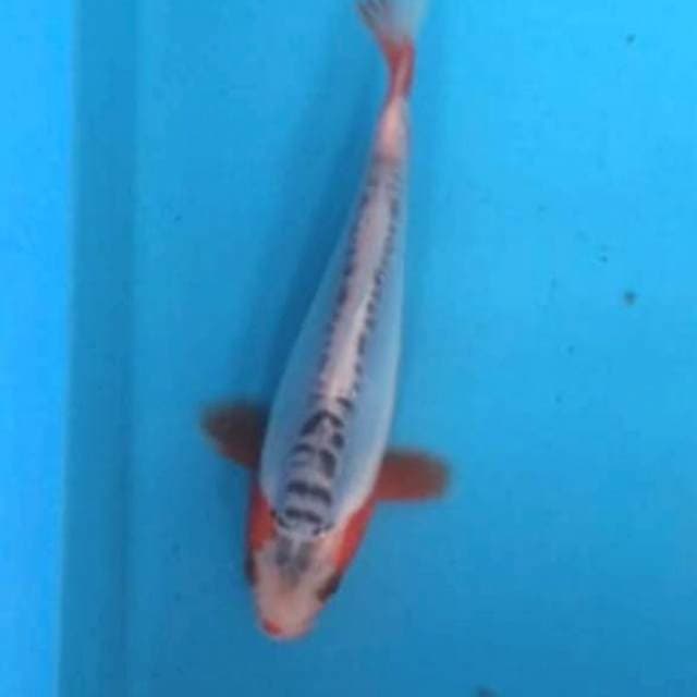 Baby shusui 14cm