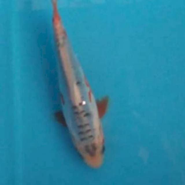Baby shusui 15cm