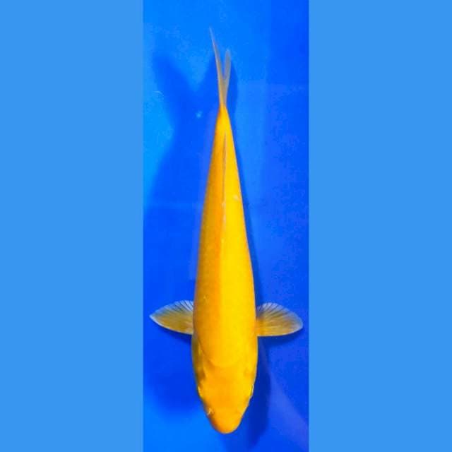 Karashi size 30cm mantep!!