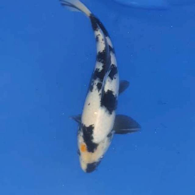 Shiro 32cm jantan