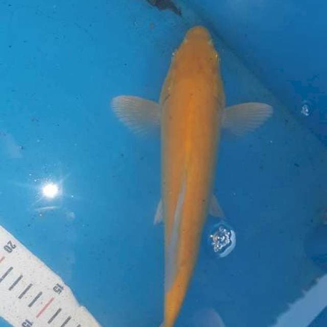 Karasi 27cm kuning bersih
