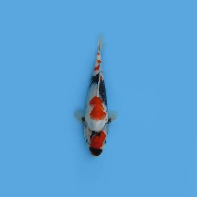NEAR KOI - 29CM - MARUTEN KINDAI SHOWA