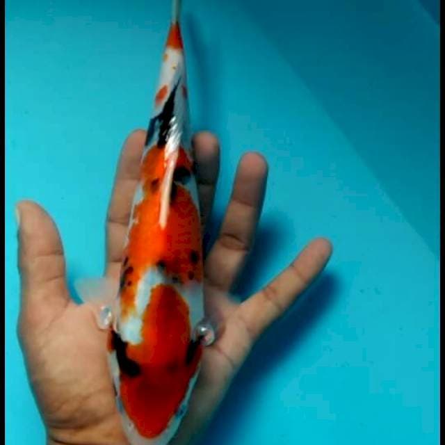 Showa 24cm