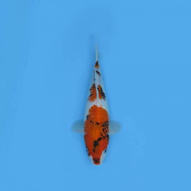 NEAR KOI - 33CM - SHOWA