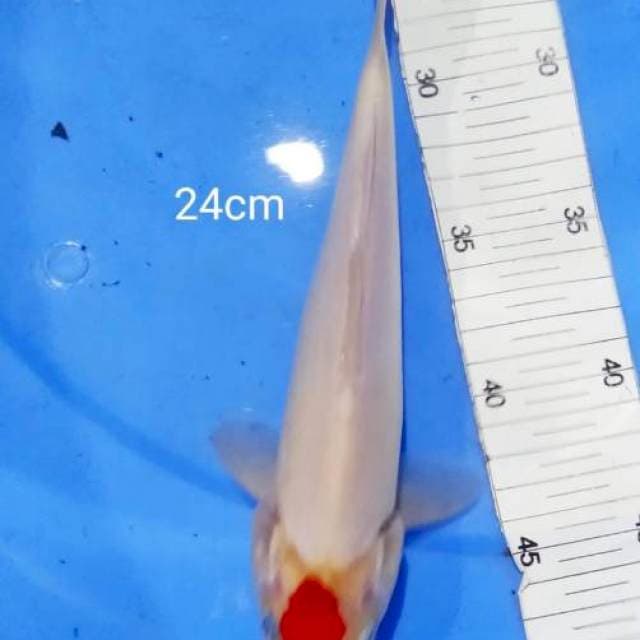 Tanci kohaku