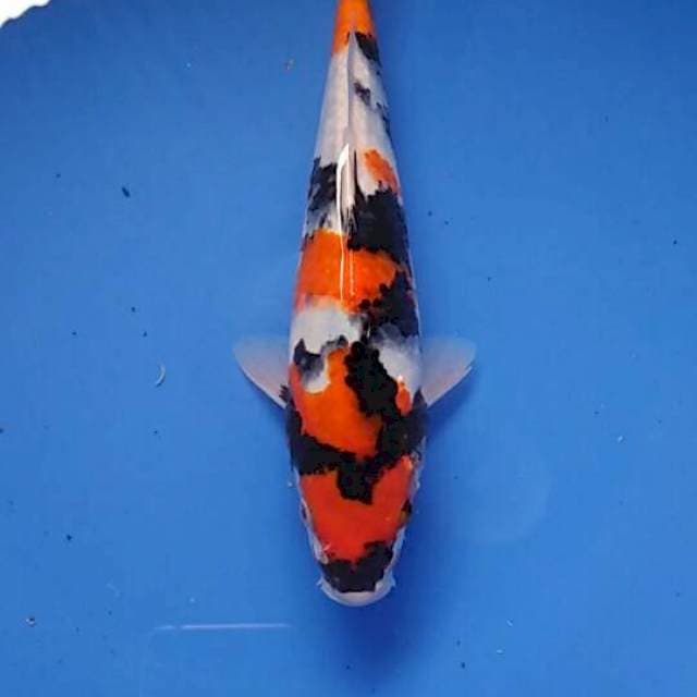 Showa 24cm