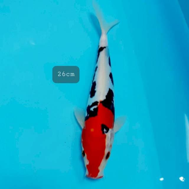 Benikumon 26cm