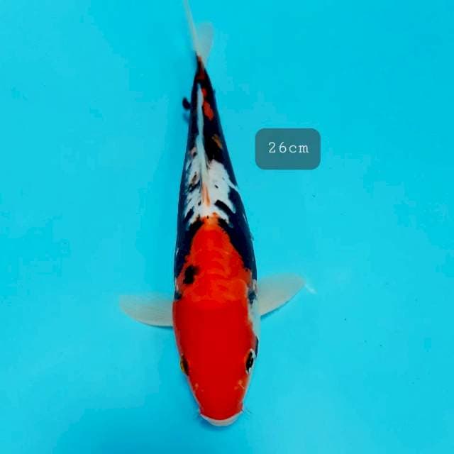 Kumon