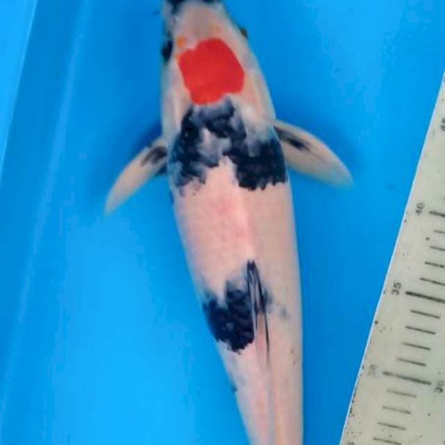 Tanco showa 40cm