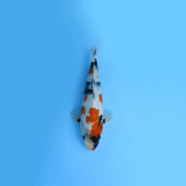 NEAR KOI - 32CM - KINDAI SHOWA
