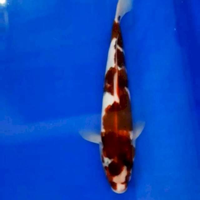 Goromo