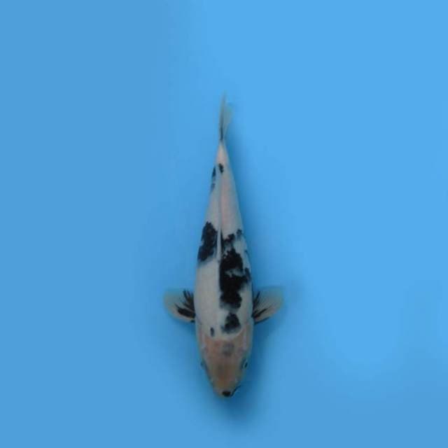 NEAR KOI - 32CM - SHIRO UTSURI