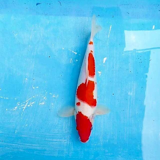 Maruten kohaku 25cm