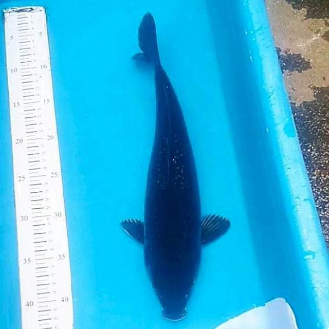 Chagoi hitam ginrin