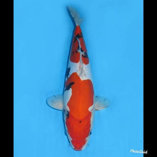 35cm ,, Red Sanke Doitsu Murni