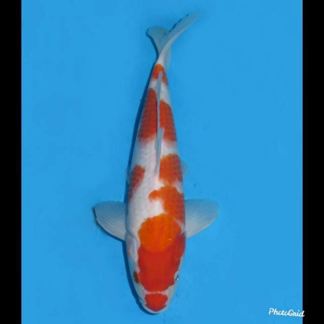30cm - Kohaku Oroginal Pola - Male