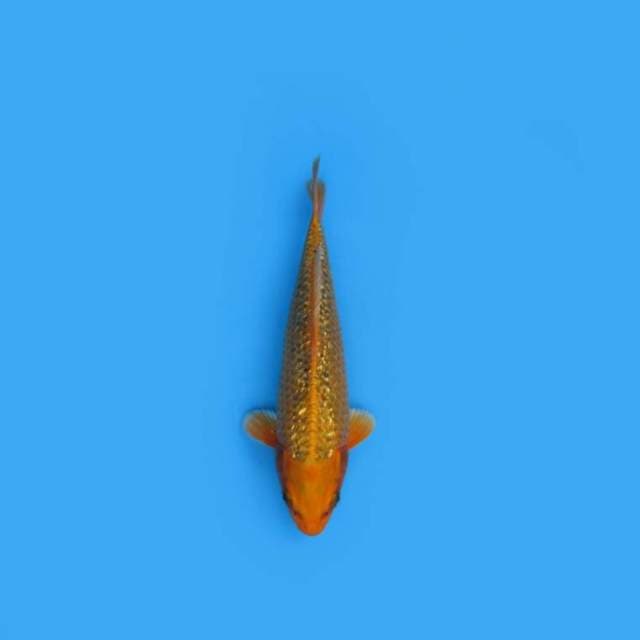 NEAR KOI - 24CM - RARE ORANGE GINRIN HIKARI