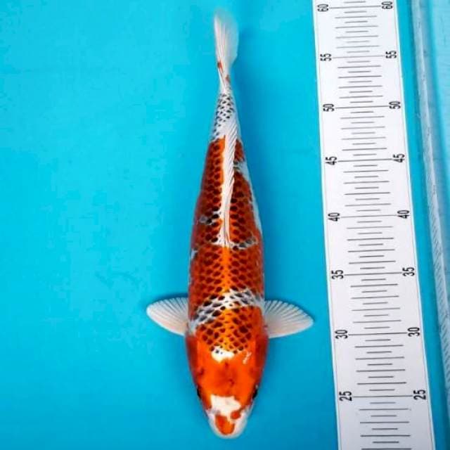 KUJAKU 36 CM
