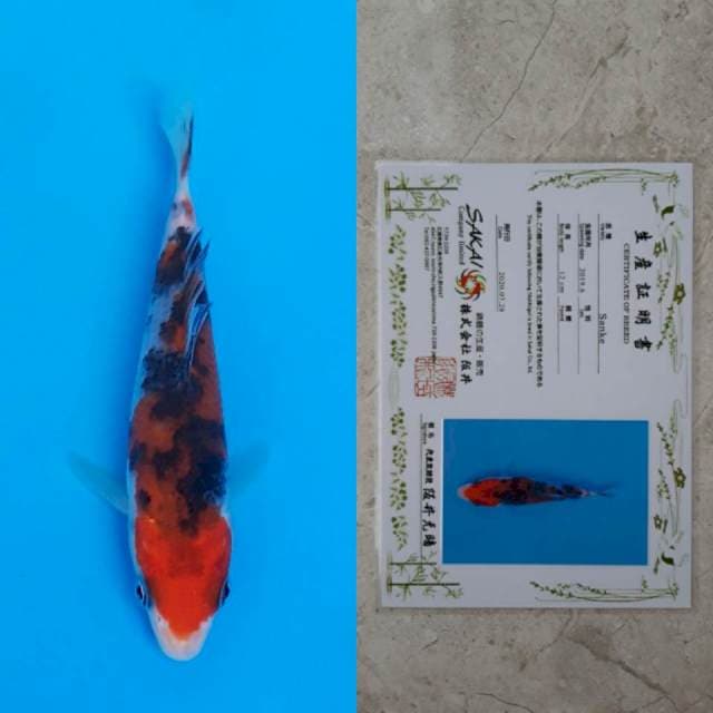 Sakai sanke 13cm serti