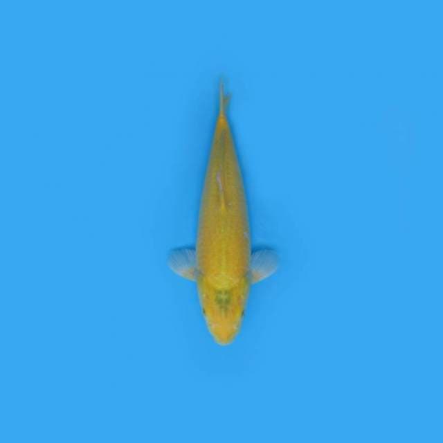 NEAR KOI - 47CM - KARASHI