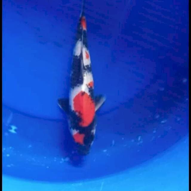 Showa 26cm