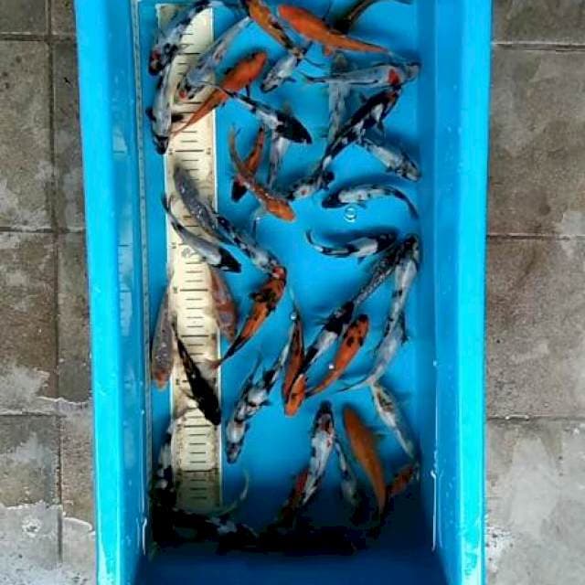 MIX 13-17 STOK 45 EKOR