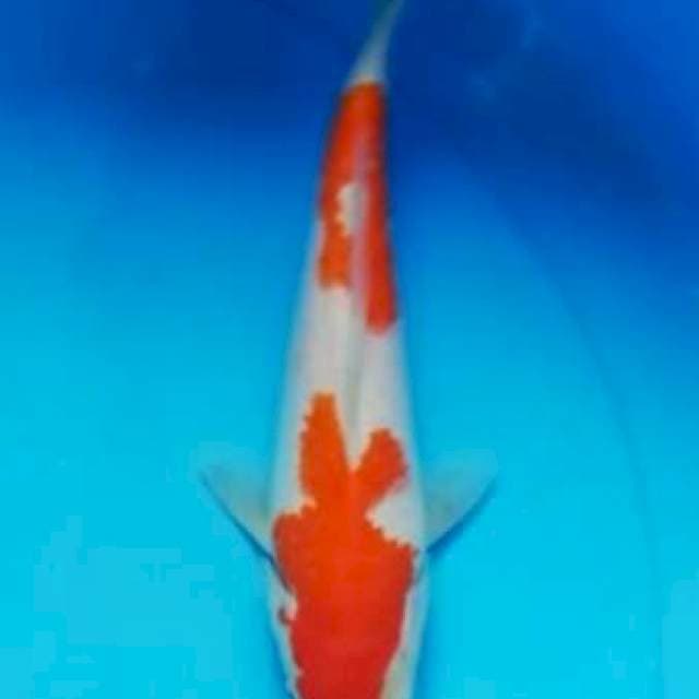 Nidan Kohaku 21cm