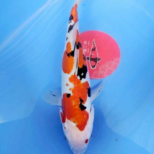 Sanke Doitsu Male, 30cm
