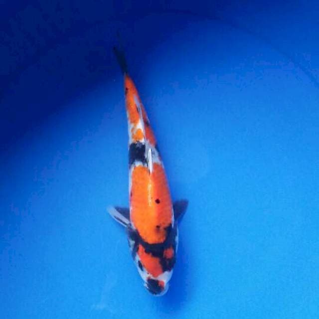 showa