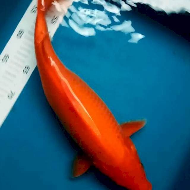 Benigoi jumbo 42 cm fm