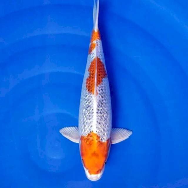 KUJAKU GINRIN 40 CM MALE