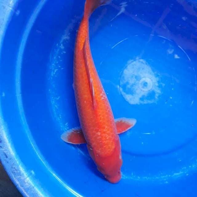 Aka Hajiro Bakat Jumbo