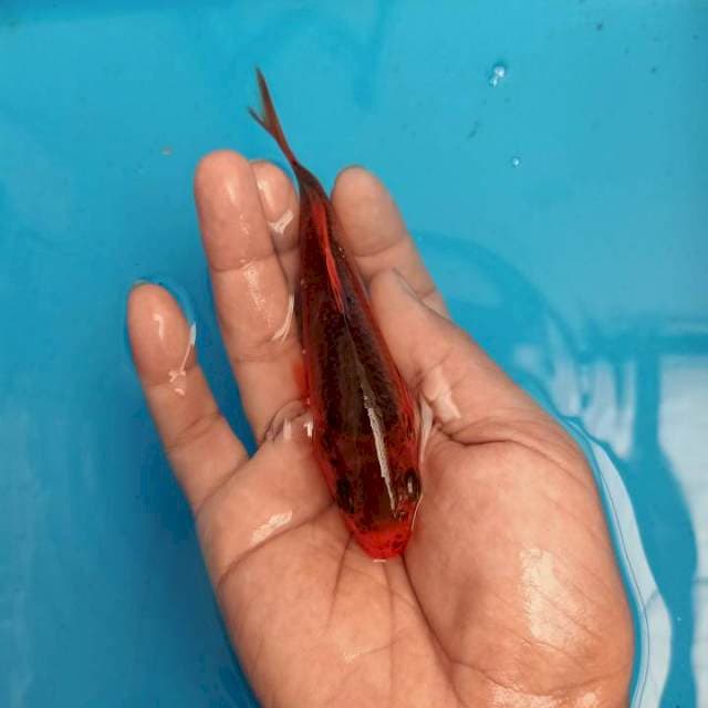 F1 IMPORT AKA MATSUBA MERAH MERONA