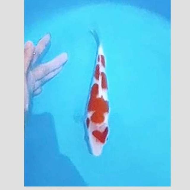 Kohaku istimewa 25cm