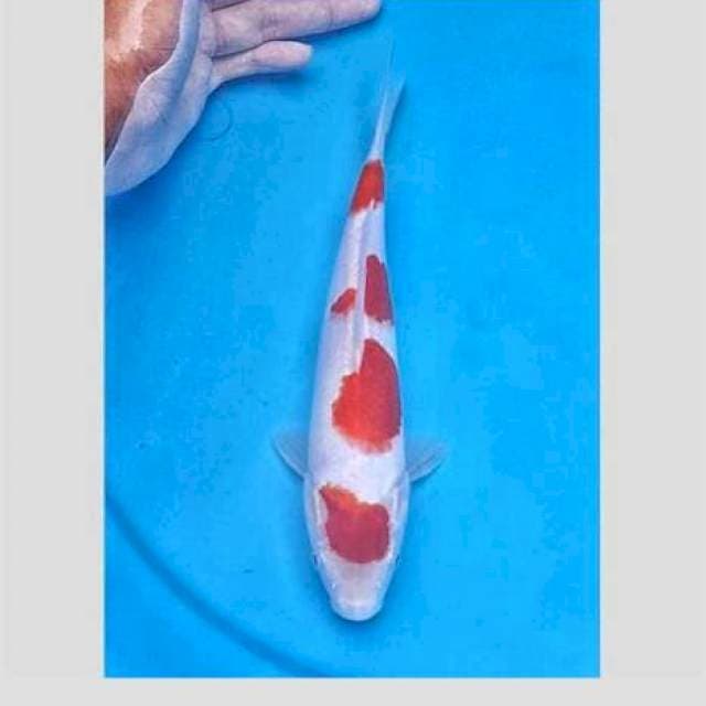Kohaku jempol 25cm
