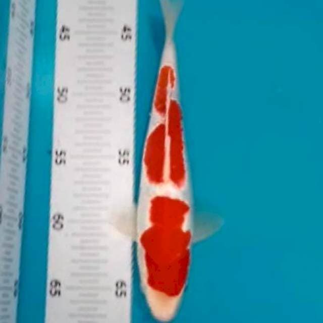 Kohaku 30bu joss