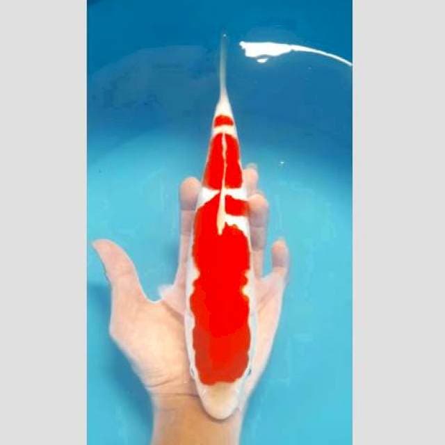 Super kohaku 30cm original