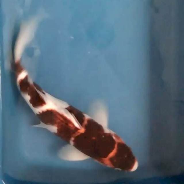 Maruten goromo 38 cm