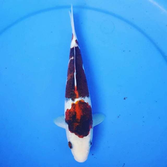 GOROMO ~ 25CM