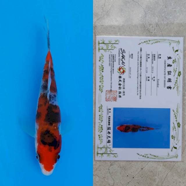 Sakai nidan 13cm serti