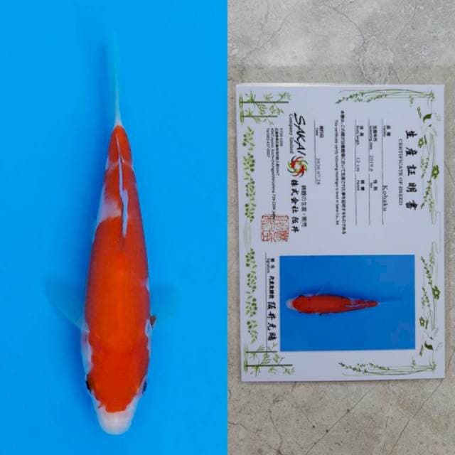 Sakai kohaku 13cm serti