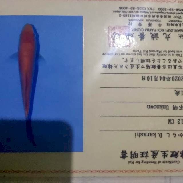D karasi marusei