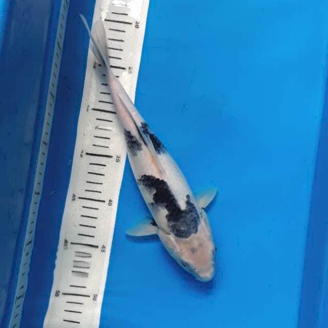 Shiro 29cm