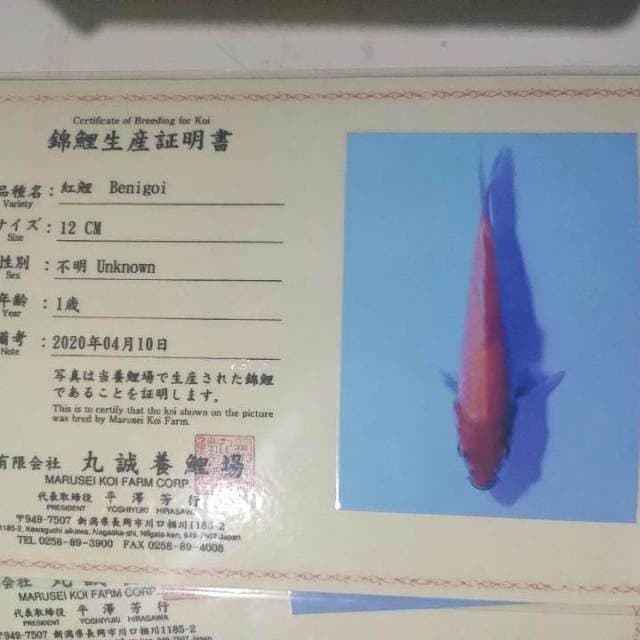 Benigoi marusei