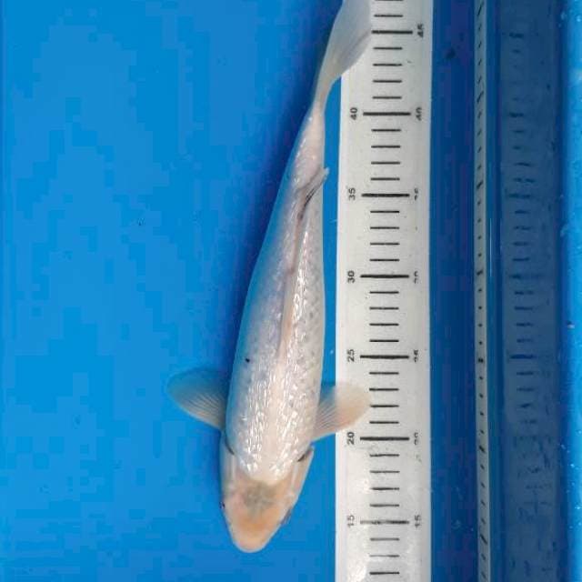 Shiro muji gindrin 33cm
