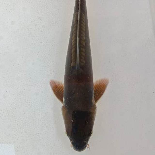 ANTIK CAGOI DOITSU MULUS