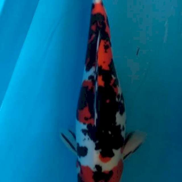 Doitsu Showa Female 38cm